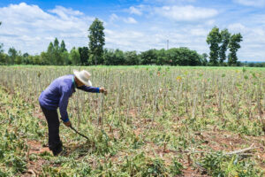 Impactos da Reforma Tributária no uso de defensivos agrícolas no Brasil